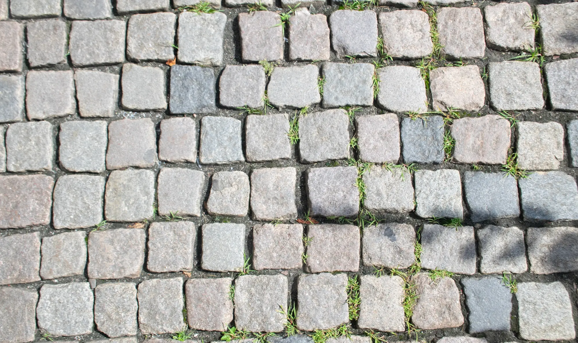 Rakowiecki (podstrony) (14)